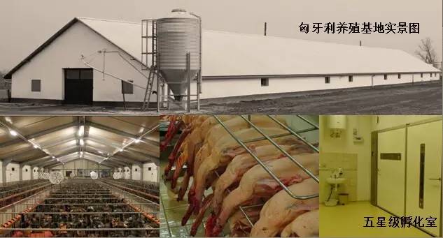 東方龍商務成功舉辦歐洲商品鵝養殖加工投資選址項目的政府對接會 東方龍商務成功舉辦歐洲商品鵝養殖加工投資選址項目的政府對接會