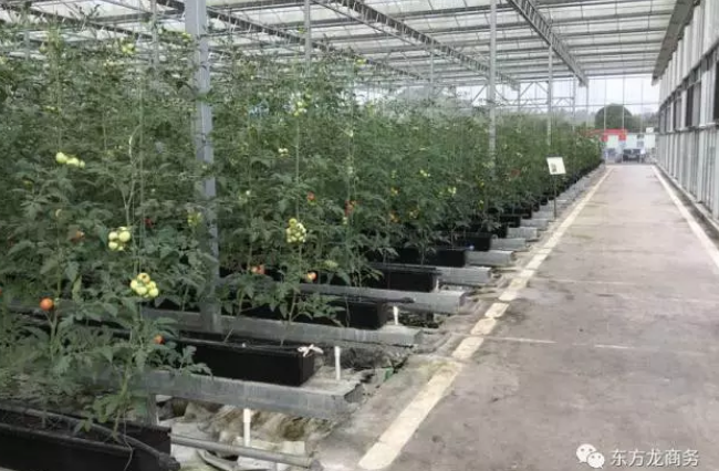 陪同高效農業全國布點投資選址項目與貴州玉屏侗族自治縣簽訂投資意向協議 陪同高效農業全國布點投資選址項目與貴州玉屏侗族自治縣簽訂投資意向協議