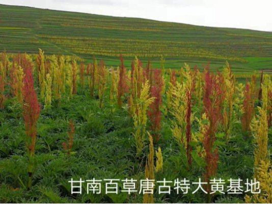 集團全力助推甘肅甘南藏族自治州合作市委托招商引資，搶占發(fā)展先機壯大高原支柱產業(yè)
