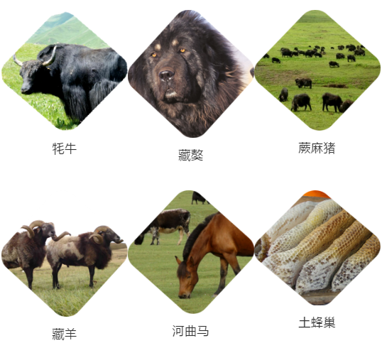 【甘南政府招商推介】立足生態優勢，推動綠色發展，打造青藏高原上的生態文明高地